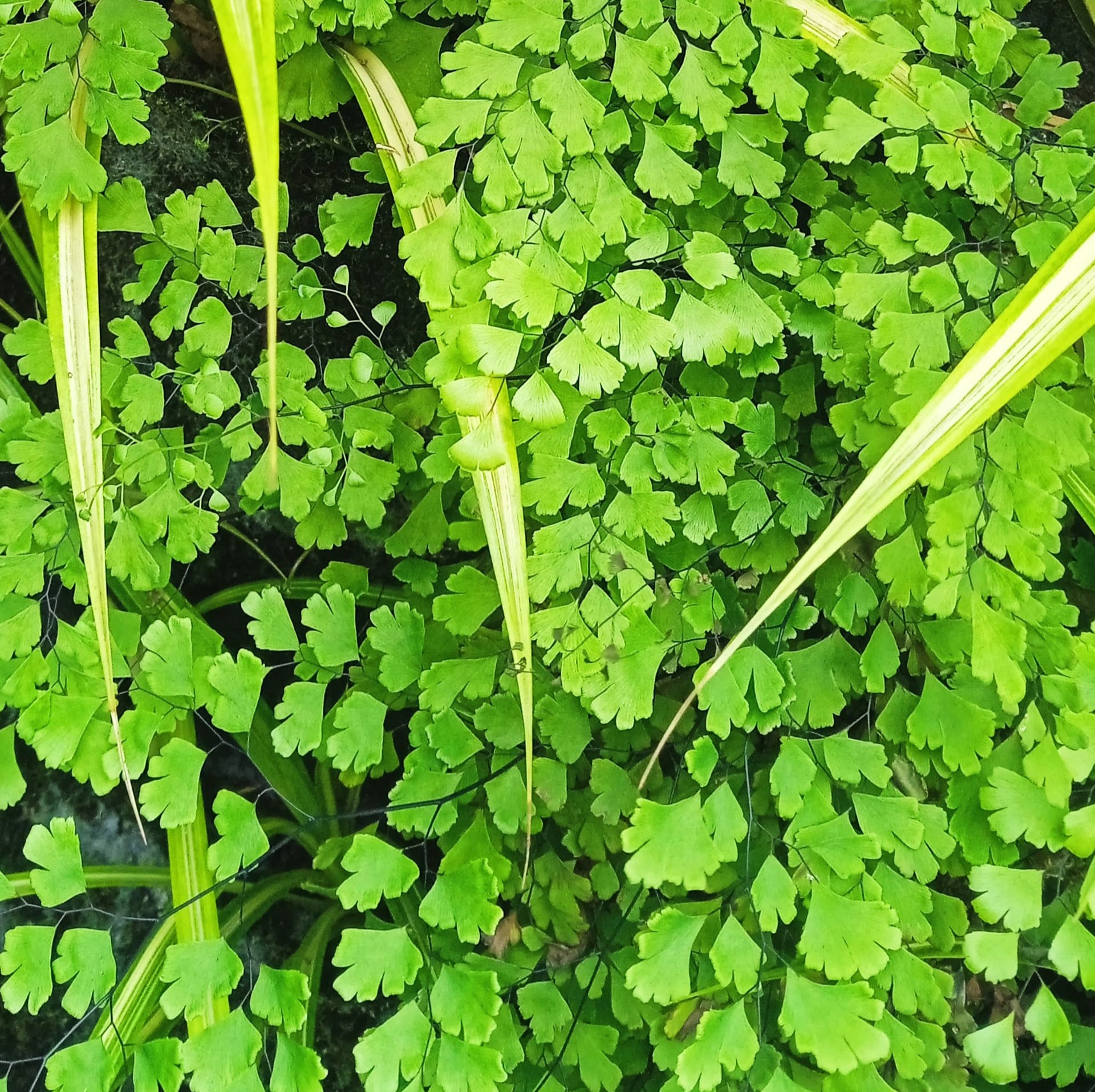 May Flowers Horticulture Installation 80